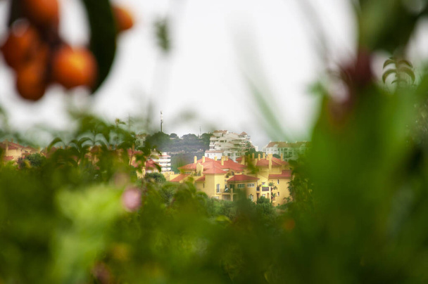 Vista de la ciudad turística en el fondo con un primer plano borroso con plantas verdes y bayas de naranja
 - Foto, Imagen