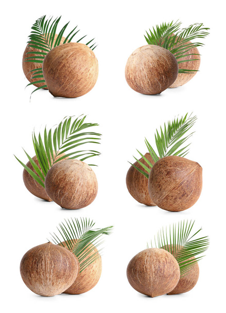 Set of whole brown coconuts isolated on white - Фото, зображення