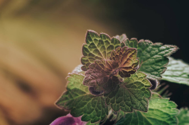 Beautiful plant  leaf with pink flowres background texture. Macro Photography view. - 写真・画像