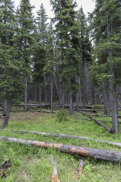 Пейзаж потрясающих лесов с огромными соснами в горах Канадских национальных парков, летом
 - Фото, изображение