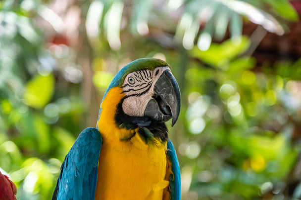 Scarlet Macaw je jméno tohoto ptáka, známý jako pravý papoušek a vědecké jméno je psittacoidea - Fotografie, Obrázek