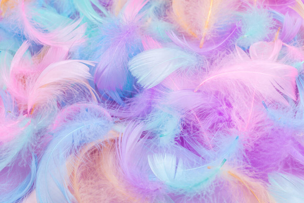 Colorful feather on mint background, top view.  - 写真・画像