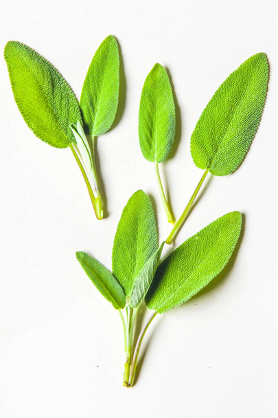 herbes aromatiques et épices lavées et prêtes pour vos recettes, pour les infusions et liqueurs sauge
 - Photo, image