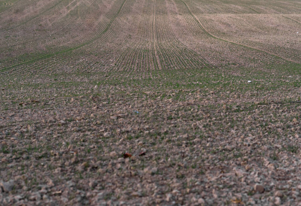 Lawendowe pole w Provence, Francja - Zdjęcie, obraz