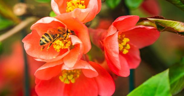 Honey Bee raccogliere polline da fiori rossi di mela cotogna giapponese in primavera. Importante per la sostenibilità ambientale. Copia spazio
 - Foto, immagini