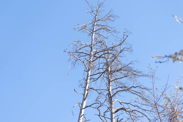 Zwei alte und völlig ausgetrocknete Bäume wachsen gegen den blauen Himmel. Gefahrenkonzept. - Foto, Bild