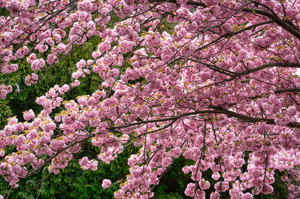 Třešňový strom s růžovým květem, kvetoucí strom na jaře - Fotografie, Obrázek