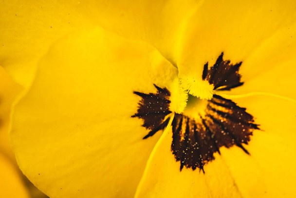 Primo piano colpo di bel giallo pansy fiore macro sparare. Giardinaggio concetto di fondo. Focus selettivo
. - Foto, immagini
