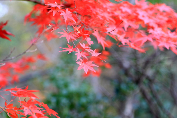 σφένδαμος κοκκινόφυλλος στην Ιαπωνία - Φωτογραφία, εικόνα