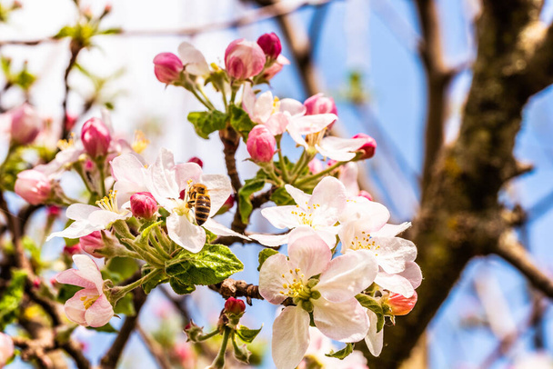 Медоносні бджоли збирають пилок з квітів яблуні навесні. Важливий для екологічної стійкості довкілля. Копіювальний простір - Фото, зображення