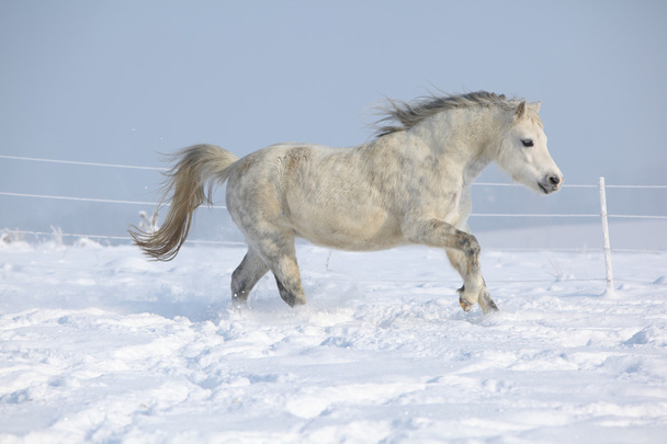 Magnifique poney de montagne gallois courant en hiver
 - Photo, image