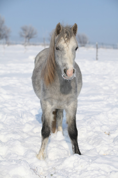 verbazingwekkende grijs pony in de winter - Foto, afbeelding