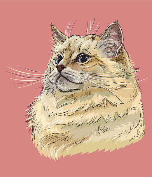 Värikäs vektori käsi piirustus muotokuva ragdoll kissa. Värikäs realistinen retro muotokuva kissa. Vektori vintage kuva eristetty vaaleanpunainen taustalla.Kuva suunnittelu, kortit ja tatuointi. Varastojen kuvaus
 - Vektori, kuva