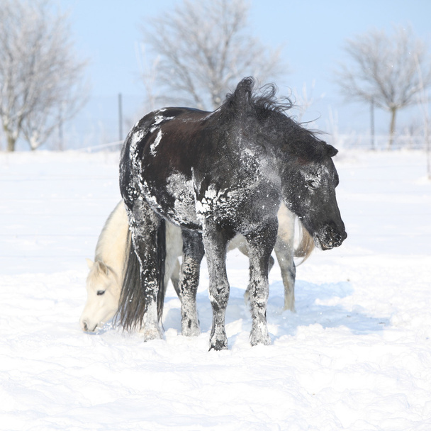 zwarte paard en witte pony samen - Foto, afbeelding