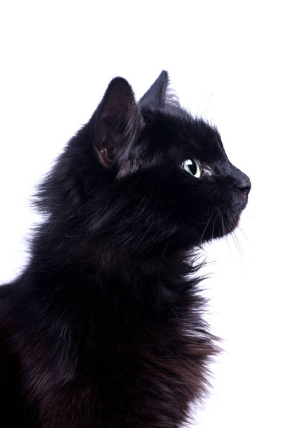 Profile portrait of beautiful cute fluffy black cat scratches with its hind paw on a white background. - Foto, imagen