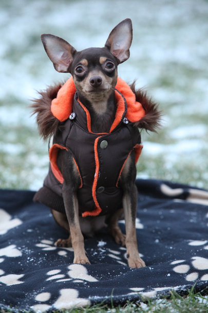 冬の犬服と素敵なプラハ ネズミを捕る - 写真・画像