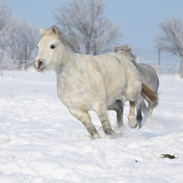 Deux magnifiques ponnies qui courent ensemble en hiver
 - Photo, image