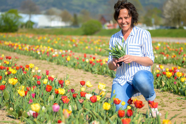 Attraente donna ispanica che raccoglie tulipani in un campo durante il raccolto annuale accovacciandosi sorridendo alla telecamera
 - Foto, immagini