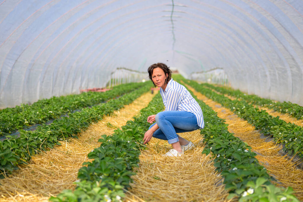 Ισπανίδα γυναίκα που φροντίζει φράουλες σε ένα τούνελ σκύβοντας κάτω ελέγχοντας τις σειρές των πράσινων φυλλωδών φυτών σε μια φάρμα - Φωτογραφία, εικόνα