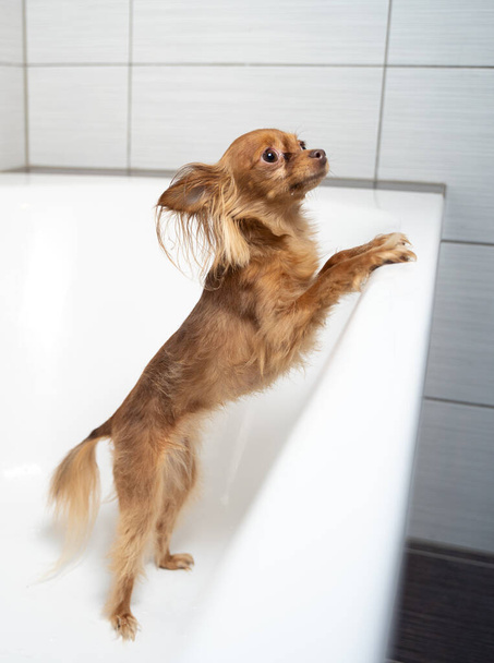 Маленькая русская игрушечная собака-терьер принимает душ в ванной комнате дома
 - Фото, изображение