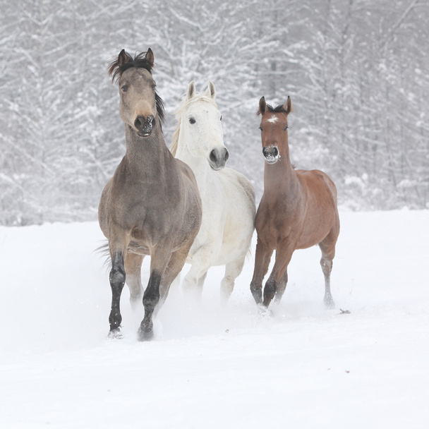 Lote de caballos corriendo en invierno
 - Foto, Imagen
