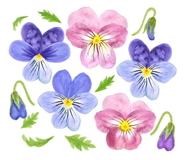 Set of delicate watercolor viola flowers. Violets of blue and pink flowers isolated on white background - Foto, Imagem