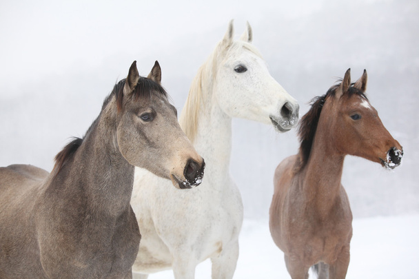 Lotto di cavalli in inverno
 - Foto, immagini