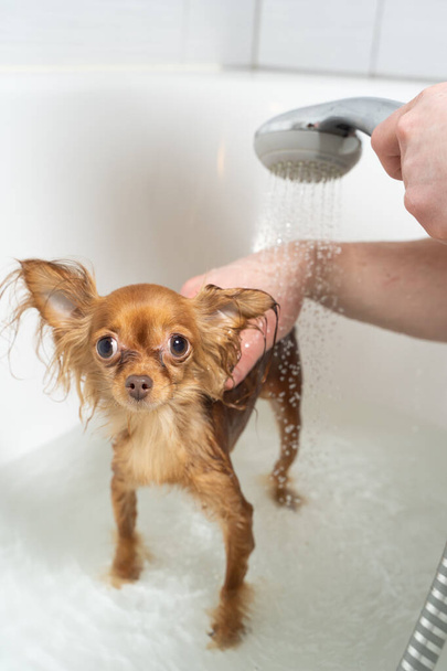 russo giocattolo terrier prendendo doccia in bagno
 - Foto, immagini