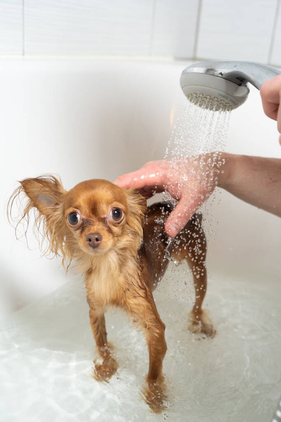 russo giocattolo terrier prendendo doccia in bagno
 - Foto, immagini