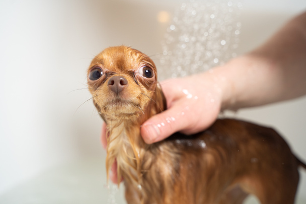 Маленький російський іграшковий пес, що приймає душ у ванній кімнаті. - Фото, зображення