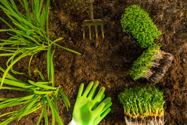 sadzonki mikrozieleni w glebie z zielonymi rękawiczkami ogrodniczymi, motyką, koncepcją zdrowej żywności ekologicznej - Zdjęcie, obraz