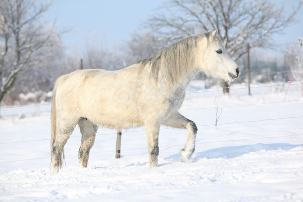 prachtige welsh mountain pony uitgevoerd in de winter - Foto, afbeelding