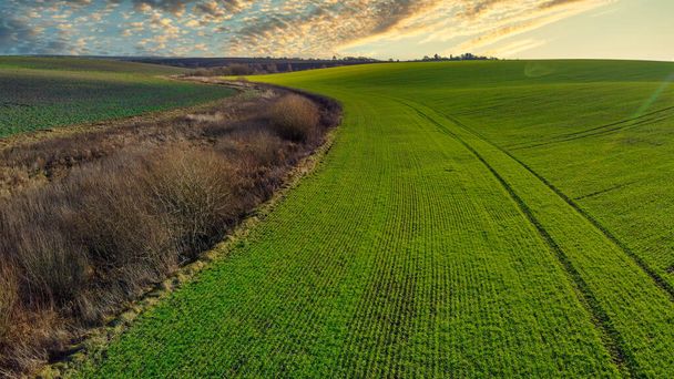 Campo rural verde de trigo cultivado de invierno con líneas de fila, vista lateral, foto de dron aéreo
 - Foto, imagen