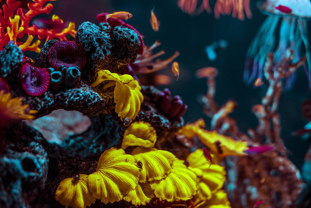 gyönyörű tengeri akvárium halakkal és tengeri állatvilággal - Fotó, kép