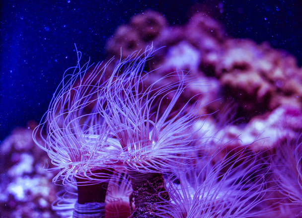 magnifique aquarium marin avec poissons et faune marine
 - Photo, image