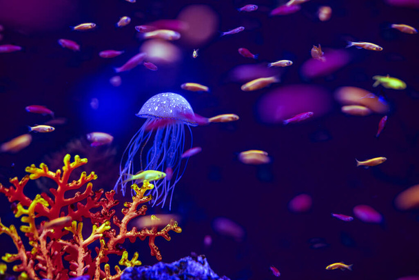 meduzy akwarium z oceanu są bardzo piękne w neonowym blasku - Zdjęcie, obraz