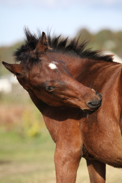 Хороший кабардинський кінь лоша восени
 - Фото, зображення