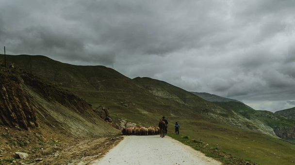 pastor dirige na rota montesa um attara de ovelhas, a área montesa do deserto
 - Foto, Imagem