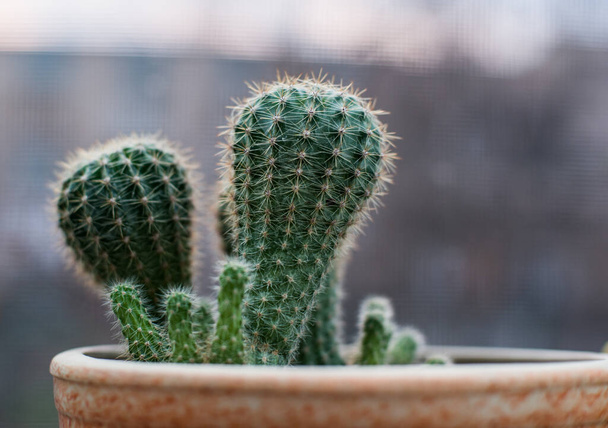 hermosos cactus en una maceta a la luz de la noche
 - Foto, Imagen