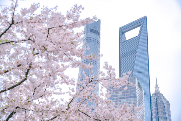 Kirschblüte auf der Grünfläche des Finanzzentrums Lujiazui in Shanghai, China - Foto, Bild