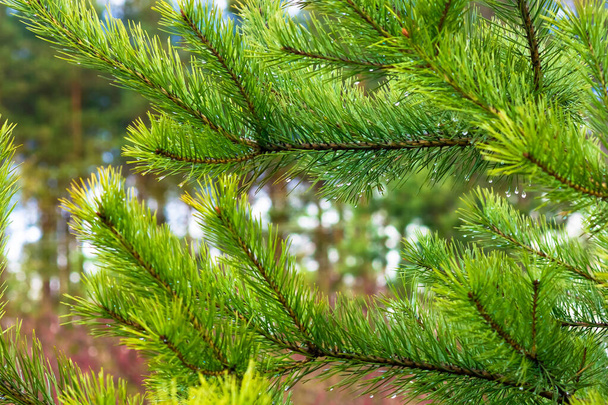 borové větve na pozadí borovic - Fotografie, Obrázek
