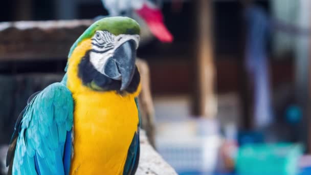 blue yellow golden macaw parrot ara ararauna - Footage, Video
