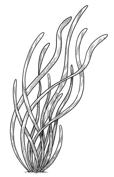Eelgrass illustration, drawing, colorful doodle vector - Vecteur, image