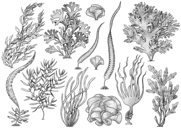 Seaweed, kelp collection, illustration, drawing, colorful doodle vector - Vector, Image