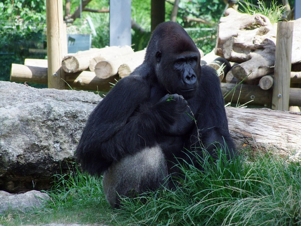 velho gorila
 - Foto, Imagem