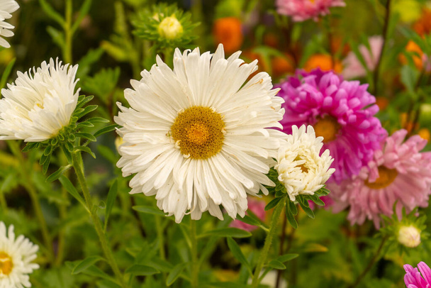 Daisy-szerű virágok Ukrajnában. 2019. augusztus - Fotó, kép
