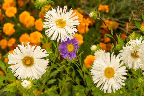 デイジーのような花を持つ植物:美しい氷の植物、マリーゴールド、素晴らしいキャスターなど。2019年8月 - 写真・画像