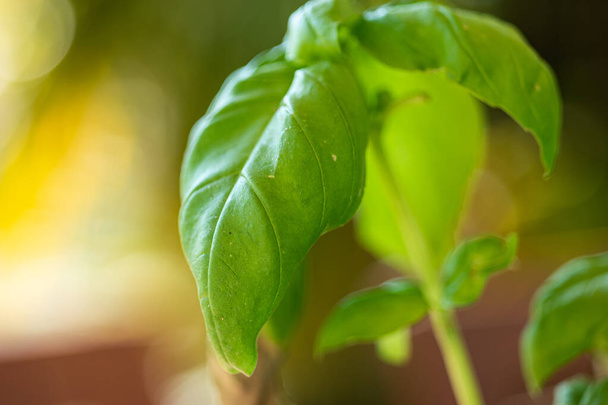 Verde fresco aromático folha de manjericão fechar tiro profundidade rasa do dia de campo luz ensolarada 2020
 - Foto, Imagem