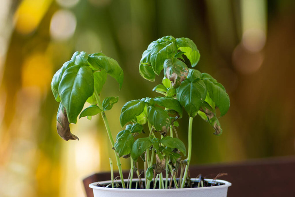 Small pot with a dying Basil plant in day light shallow depth of field 2020 - Photo, Image