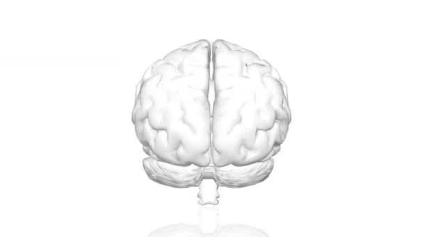 Menschliches Gehirn, rotierende Animation 3D. Künstliche Intelligenz. Insgesamt weiß. 4K. - Filmmaterial, Video